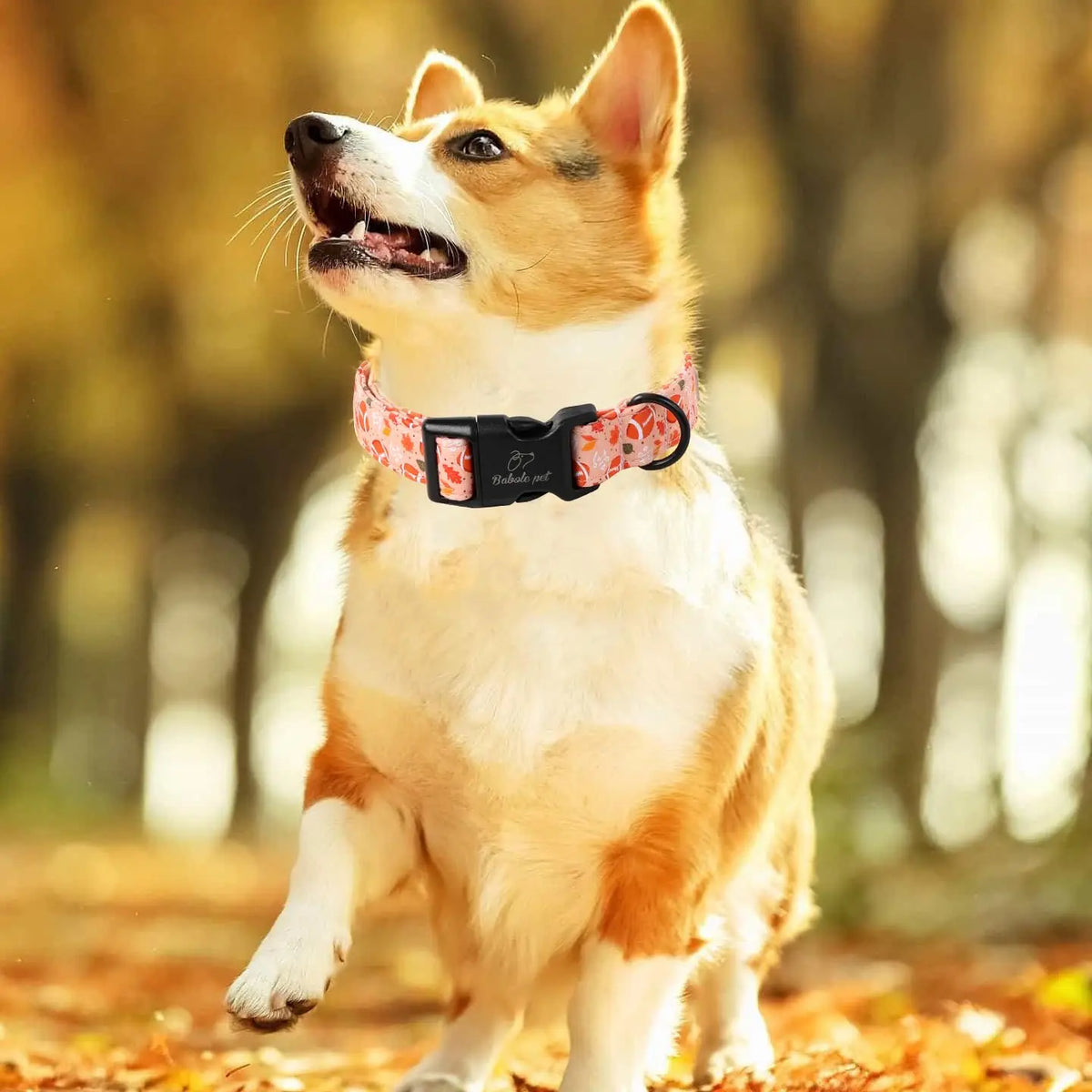 Amber Fall Pumpkin Cotton Dog Collar - Lightweight, Adjustable, and Durable with Plastic Buckle for Small Dogs, 5/8" Wide, Fits Necks 8-12", Chew Resistant, Hand Wash Only