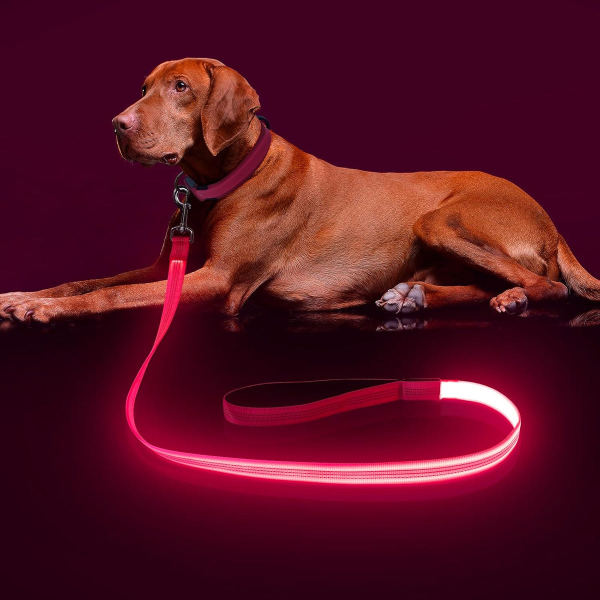 USB Rechargeable LED Illuminated Dog Leash (4ft, Pink)