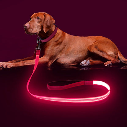 USB Rechargeable LED Illuminated Dog Leash (4ft, Pink)